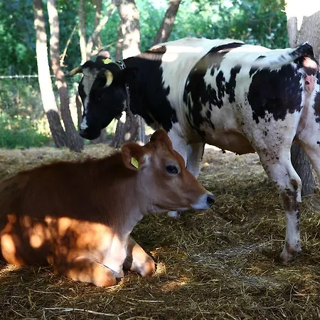 Il Pozzo Casal Velino