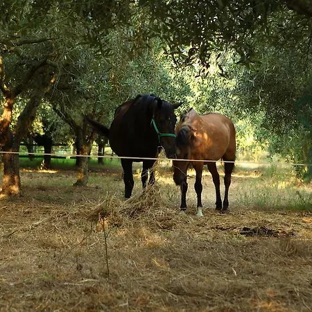Farm stay Il Pozzo *